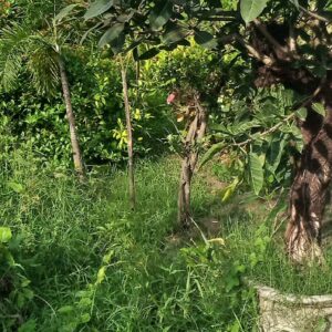 Visit Nursery Plants - Image 1